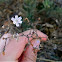 Dead Chicory