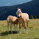 Haflinger