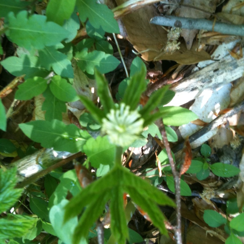 White flower