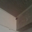 Ladybug