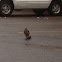 Cooper's Hawk