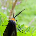 Red Shouldered Ctenucha