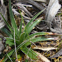 Puya