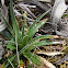 Puya