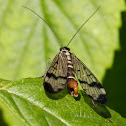 common scorpionfly (Gemeine Skorpionsfliege)