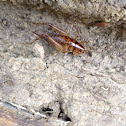 Camel cricket