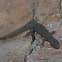 Desert Night Lizard