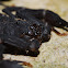 Scorpion (unknown species)