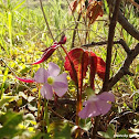 Violet Wood Sorrel