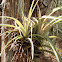 Bromelia