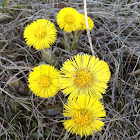 Coltsfoot