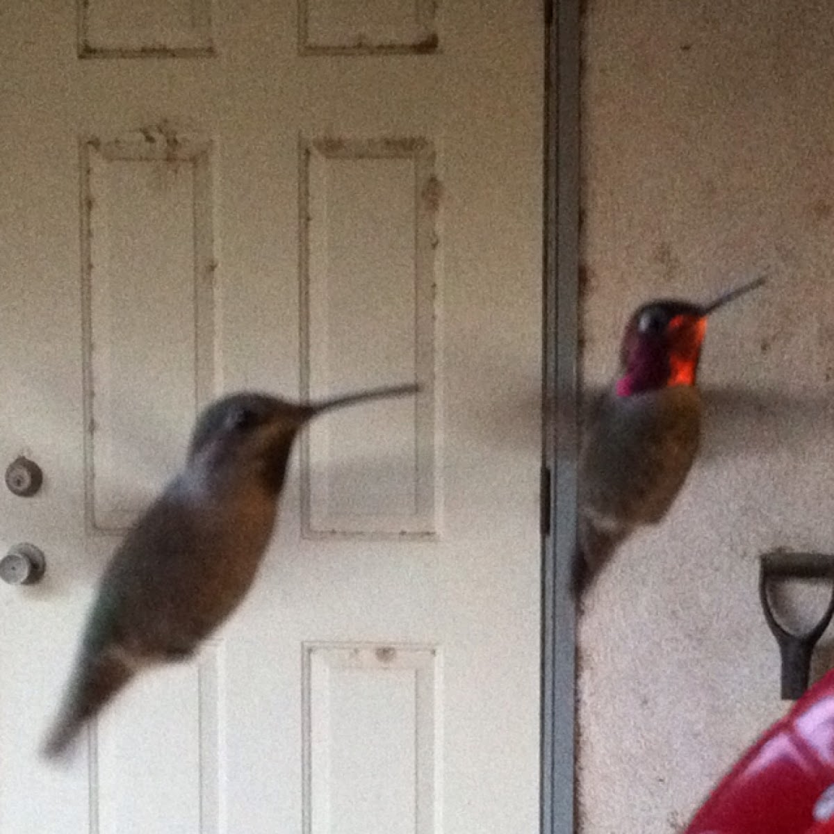 Anna's Hummingbird
