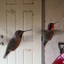Anna's Hummingbird