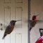 Anna's Hummingbird
