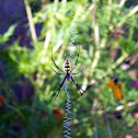 Black and Yellow Argiope