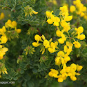 Lotus or Coronilla