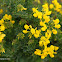 Lotus or Coronilla