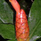 Ginger