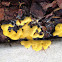 Dog vomit slime mold