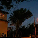 Travelers palm
