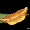 Thyrididae