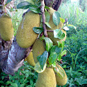 JackFruit