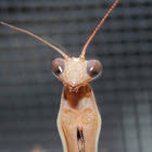 Praying Mantis