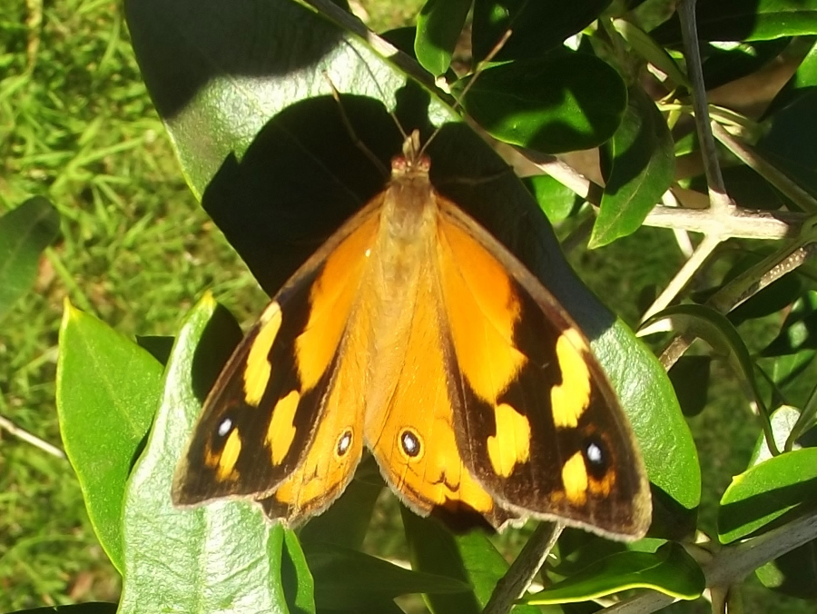 Common brown