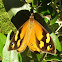 Common brown