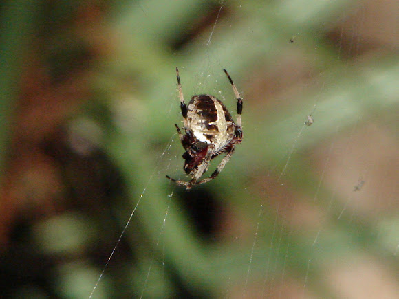 Spotting Image 1