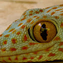 Tokay Gekko