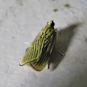 Moth