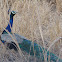 Indian peafowl