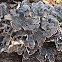 Turkey Tail Mushroom