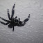 jumping spider