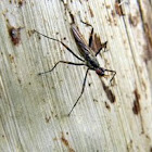 banana stalk fly