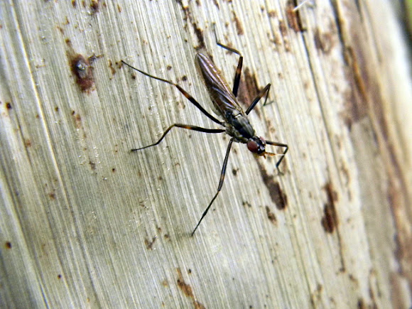 Spotting Image 1