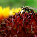 Housefly