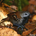 Gray-bellied Antbird