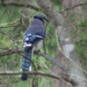 Blue Jay