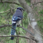 Blue Jay