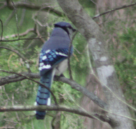 Spotting Image 1