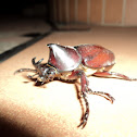 Rhinoceros Beetle