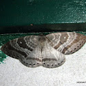 Geometridae, Ennominae