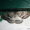 Geometridae, Ennominae