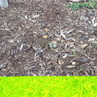 Killdeer