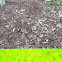 Killdeer