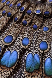 How to install Peafowl Puzzle 1.1 unlimited apk for pc