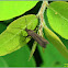 Cosmet Moth