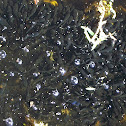 Blue Cat (Catfish) Young